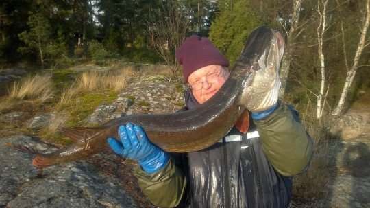 Risto Nordell esittelee jättimäistä kalaa