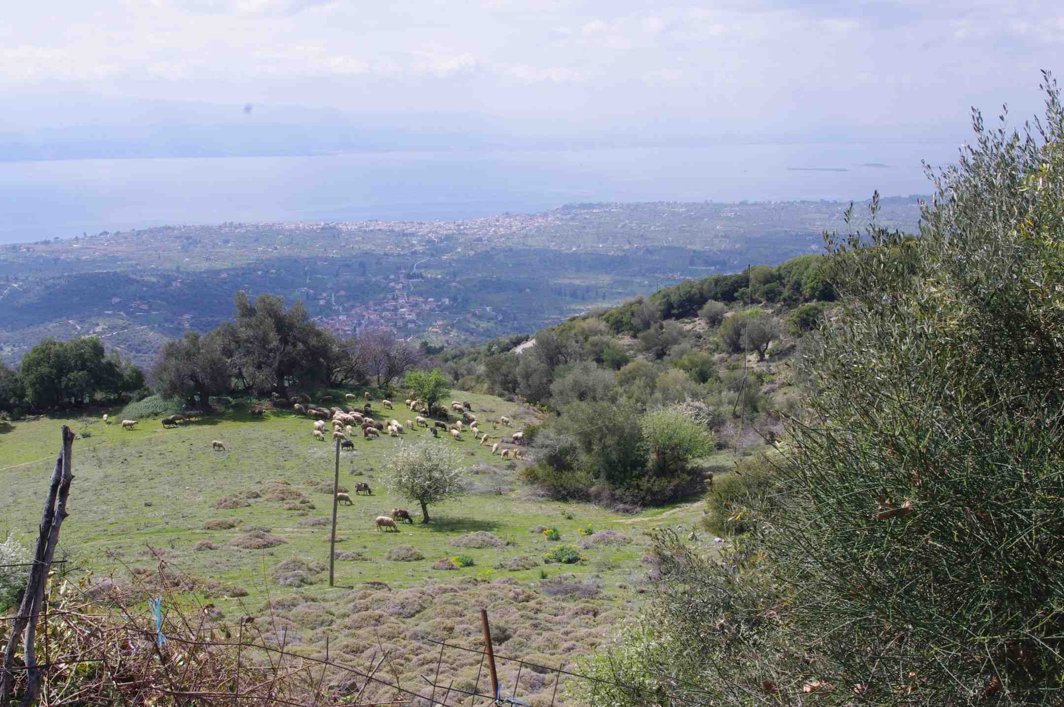 Lampaita laiduntamassa vuorenrinteellä Evialla Kreikassa