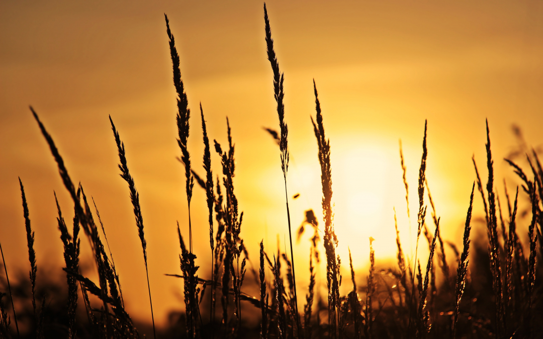 Auringonnousu ja vilja