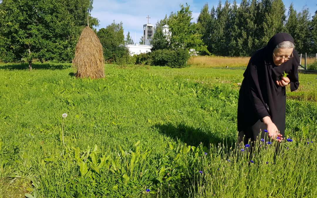 Nunna Nektaria ruiskukkapellolla