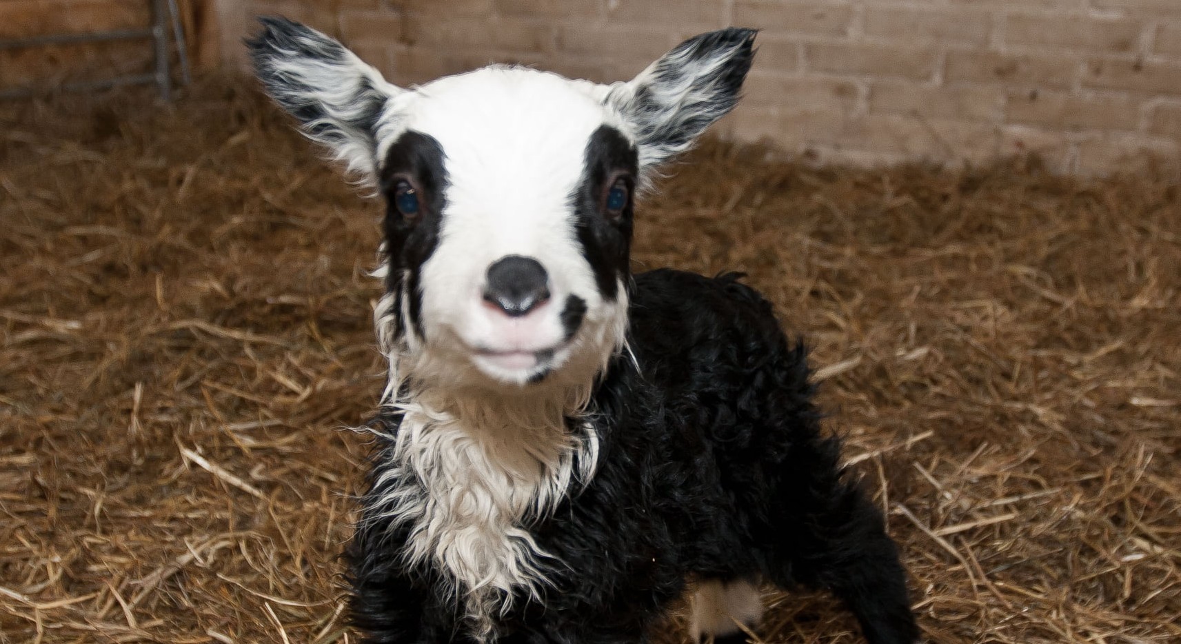 Mustavalkoinen_pässikaritsa_seisoo_pahnoilla_ja_katsoo_kaneraan