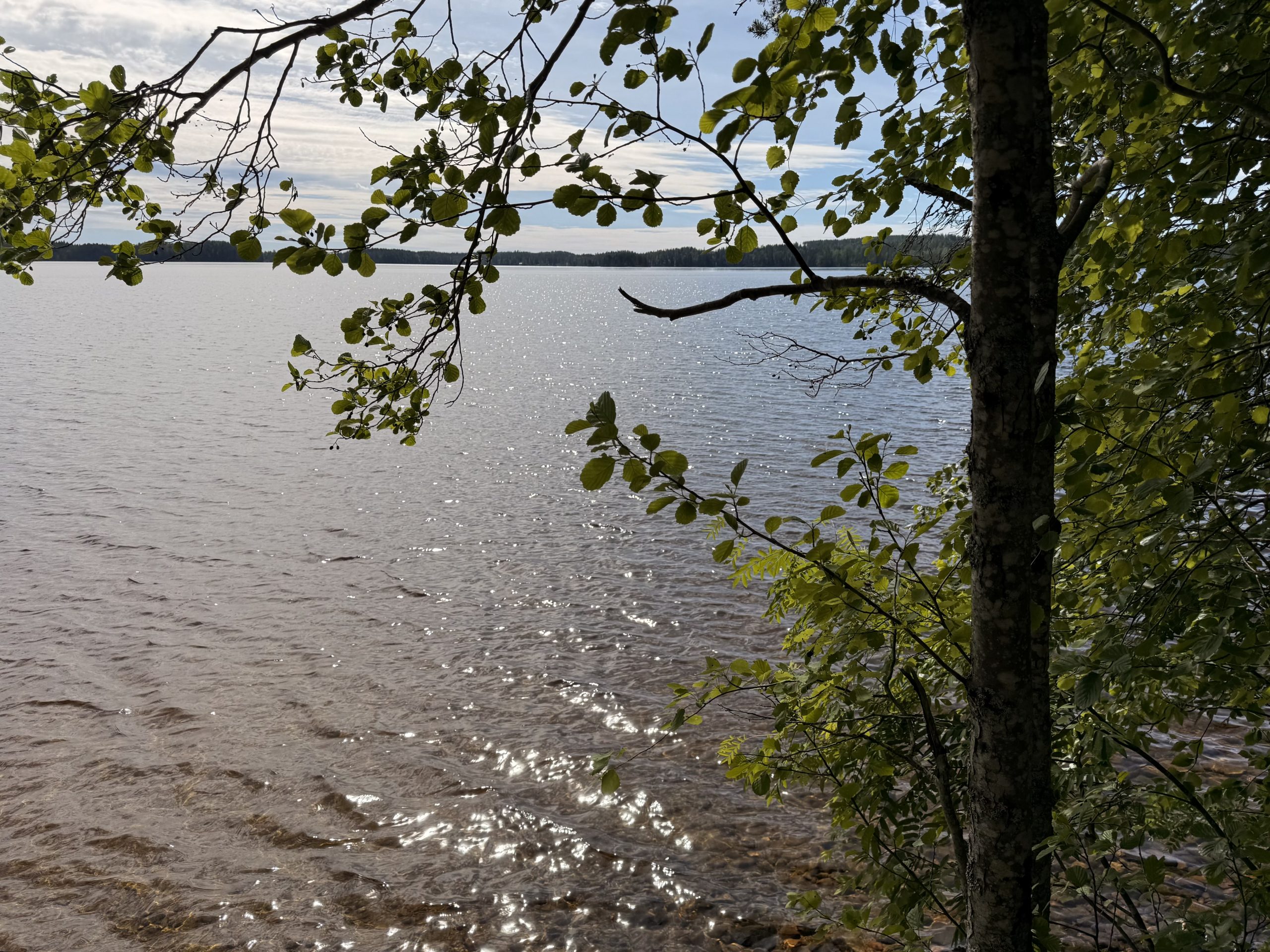 Järvi-ja-koivupuu-rannalla