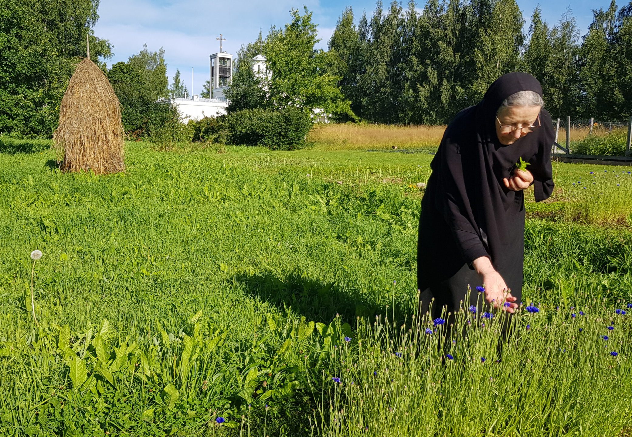 Nunna Nektaria ruiskukkapellolla