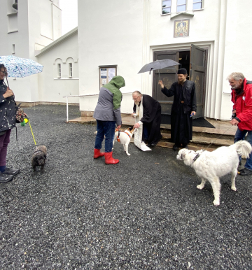 Lemmikkien siunaustilaisuudessa on vuorossa Mauno-metsäkoira