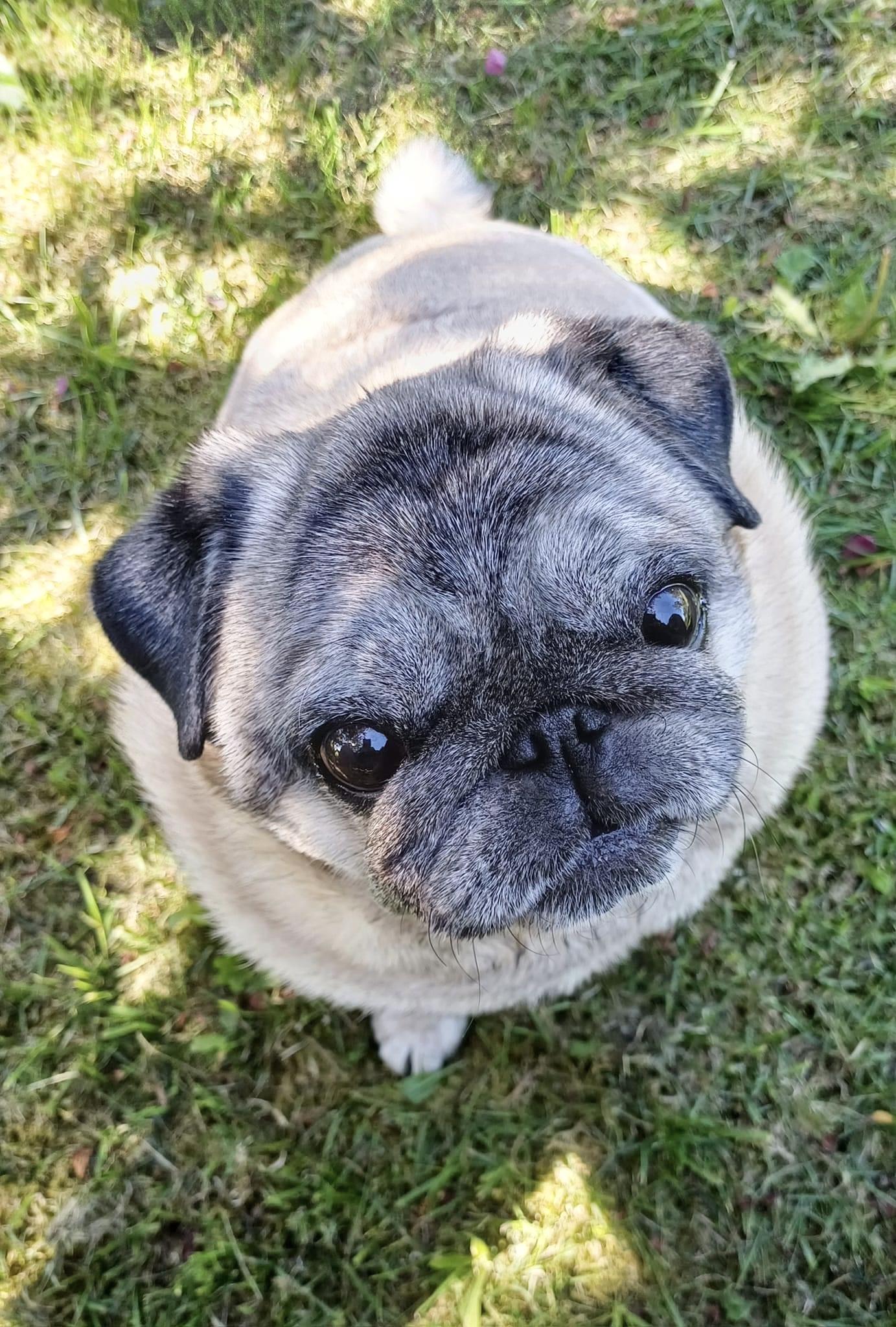 Lemmikin kanssa pyhillä poluilla – kurssi eläinystävän kanssa elvyttää mielen