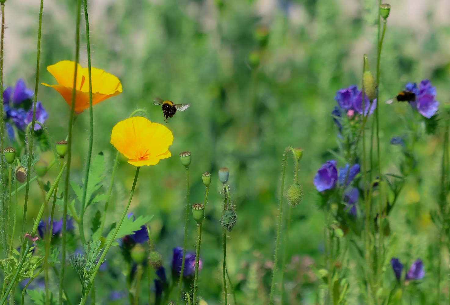 Mehiläinen niityllä