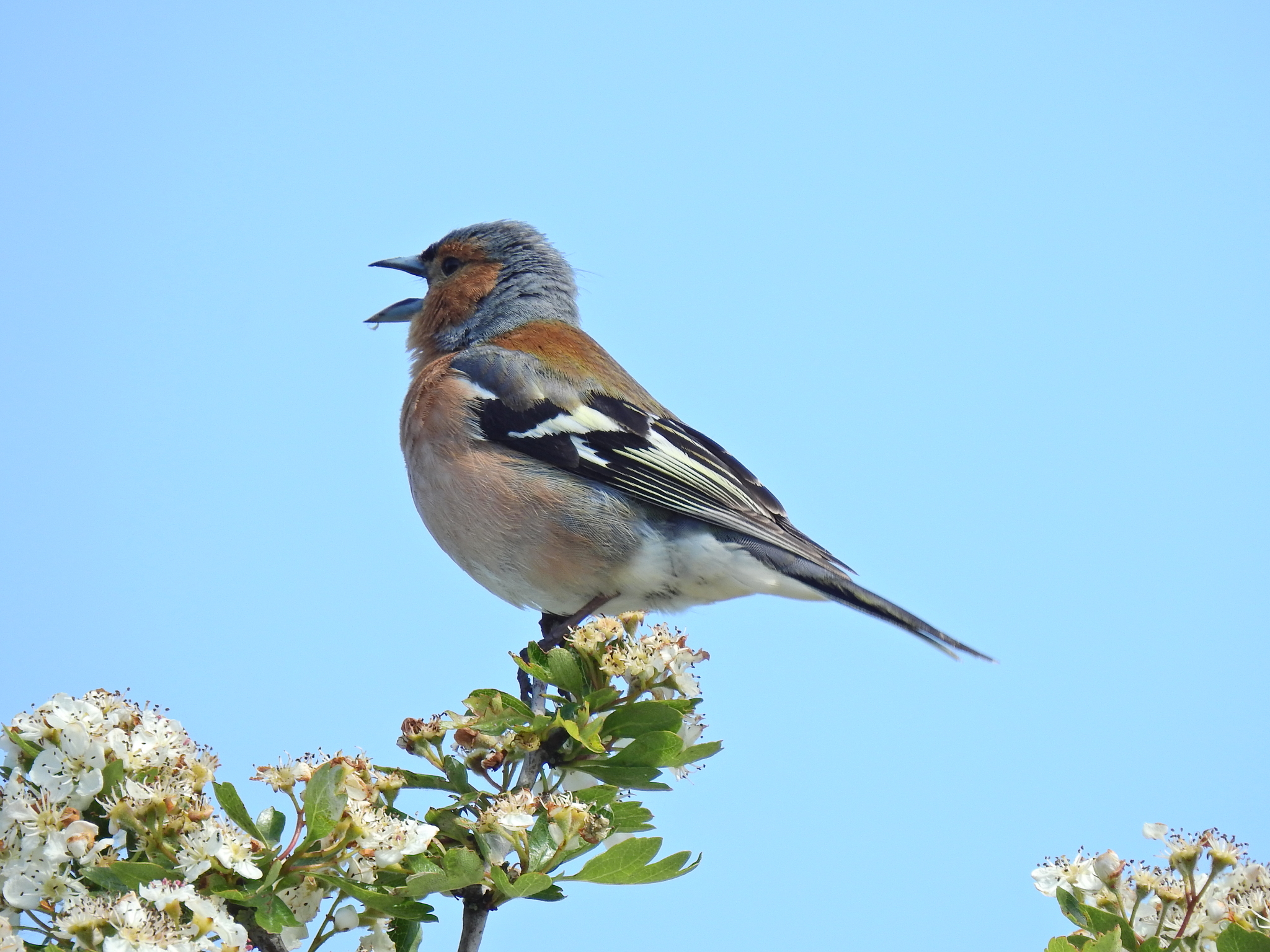 Peippo laulaa puussa