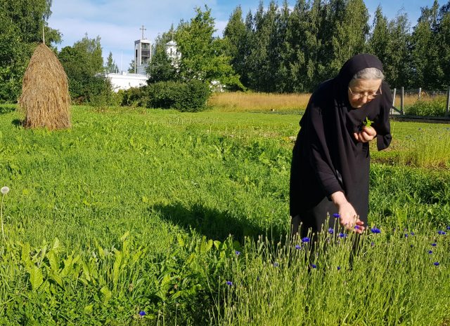 Nunna Nektaria ruiskukkapellolla.